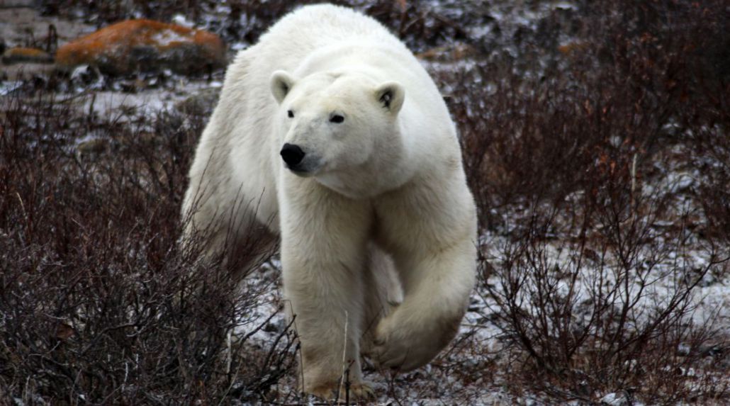 Polar Bear Adventure in Churchill